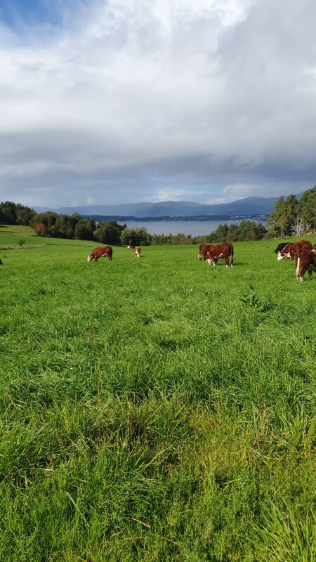 Hereford-kyr på beite med utsikt til fjorden