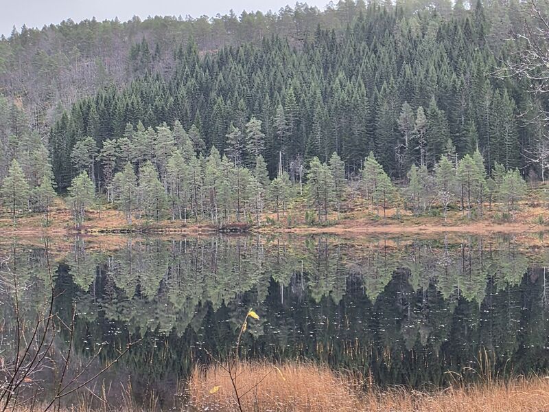 Skog reflektert i stille vann