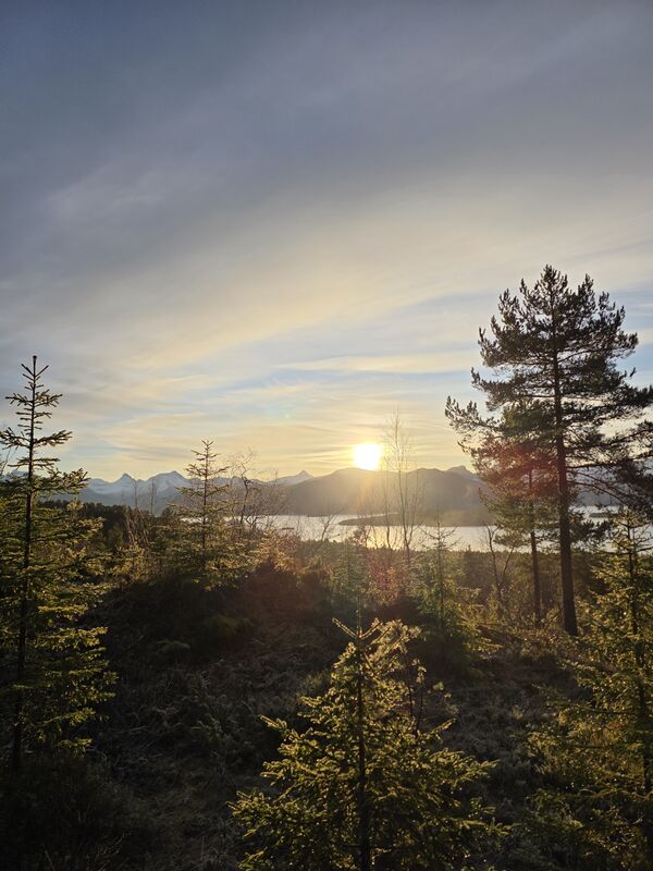Solnedgang sett gjennom skogen